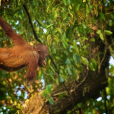 Bornean Orang-utan (Pongo pygmaeus), Danum Valley Conservation Area, Sabah, Malaysia