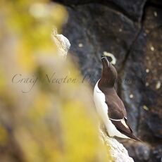 Razorbill (Alca torda), Isle of May, Scotland