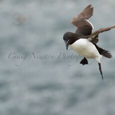 Razorbill (Alca torda), Isle of May, Scotland