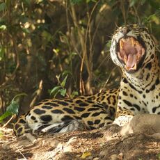 Jaguar (Panthera onca palustris), Parque Estadual Encontro das Águas, Brazil