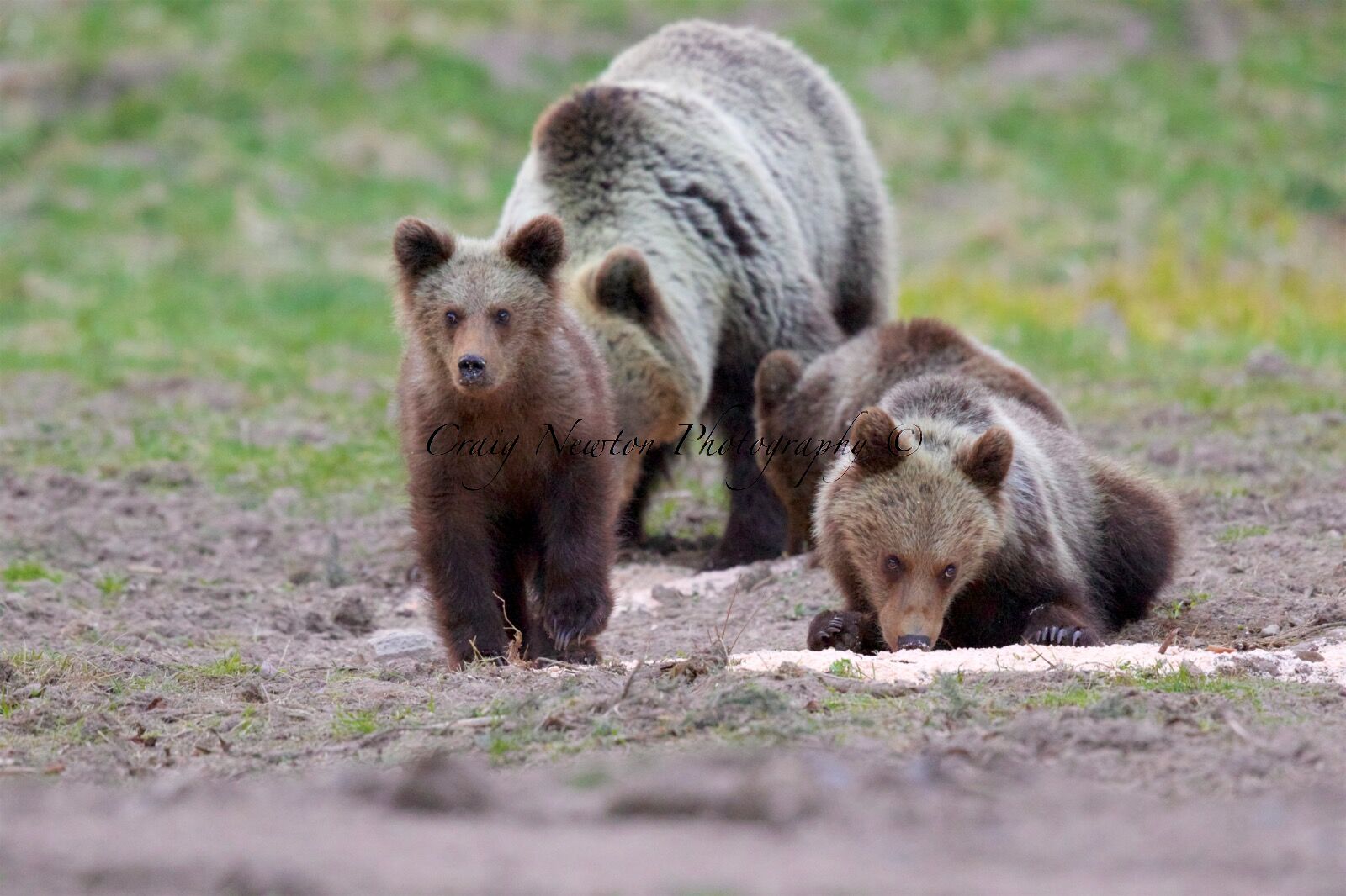 Eurasian Brown Bear (Ursus arctos arctos), Low Tatras NP, Slovakia