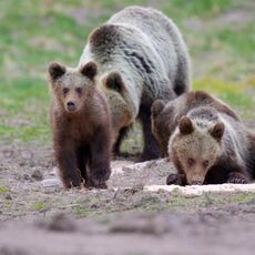 Eurasian Brown Bear (Ursus arctos arctos), Low Tatras NP, Slovakia