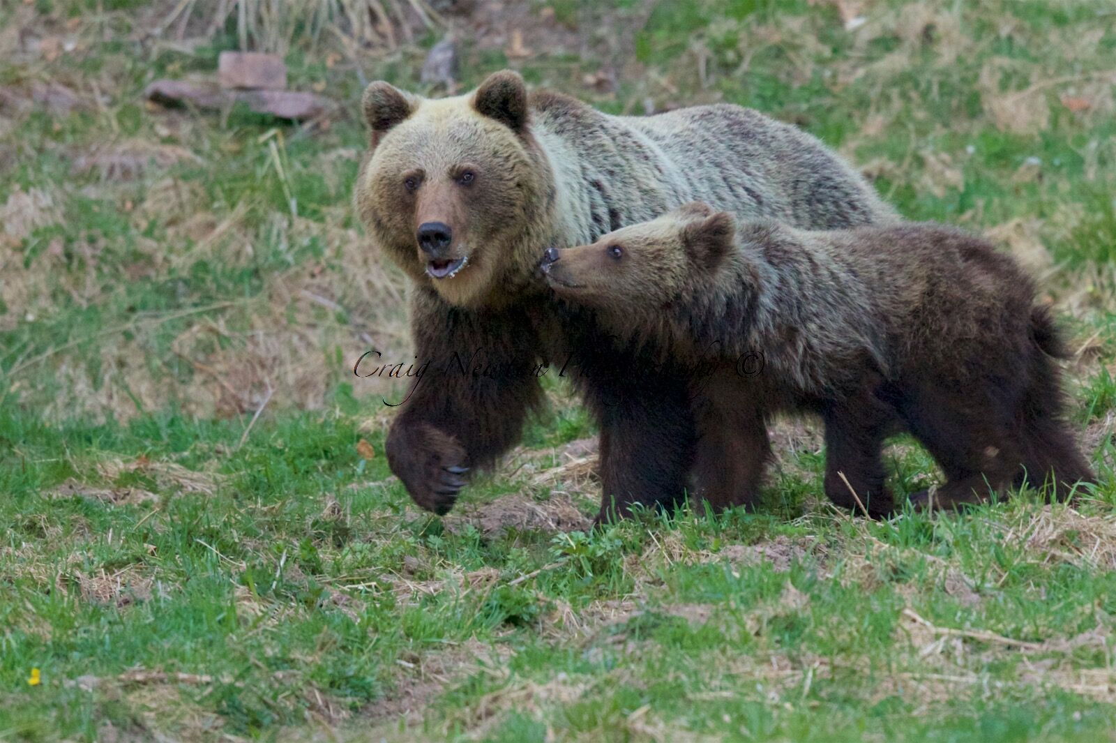 Eurasian Brown Bear (Ursus arctos arctos), Low Tatras NP, Slovakia