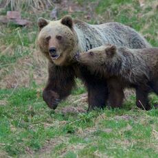 Eurasian Brown Bear (Ursus arctos arctos), Low Tatras NP, Slovakia
