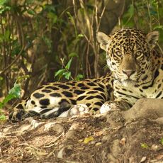 Jaguars of the Pantanal