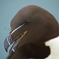 Razorbill (Alca torda), Isle of May, Scotland
