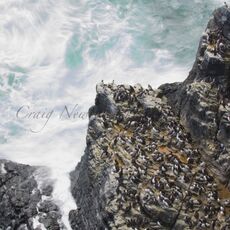 Common Guillemots (Uria aalge), Isle of May, Scotland