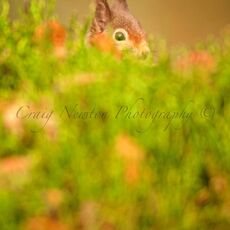 Eurasian Red Squirrel (Sciurus vulgaris), Cairngorms NP, Scotland