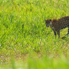 Jaguar (Panthera onca palustris), Parque Estadual Encontro das Águas, Brazil
