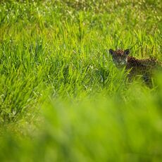 Jaguar (Panthera onca palustris), Parque Estadual Encontro das Águas, Brazil