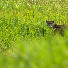 Jaguar (Panthera onca palustris), Parque Estadual Encontro das Águas, Brazil