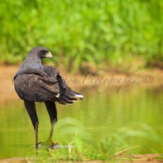 Great Black Hawk (Buteogallus urubitinga), Parque Estadual Encontro das Águas, Brazil