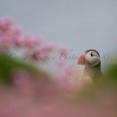 Atlantic Puffin (Fratercula arctica), Isle of May, Scotland