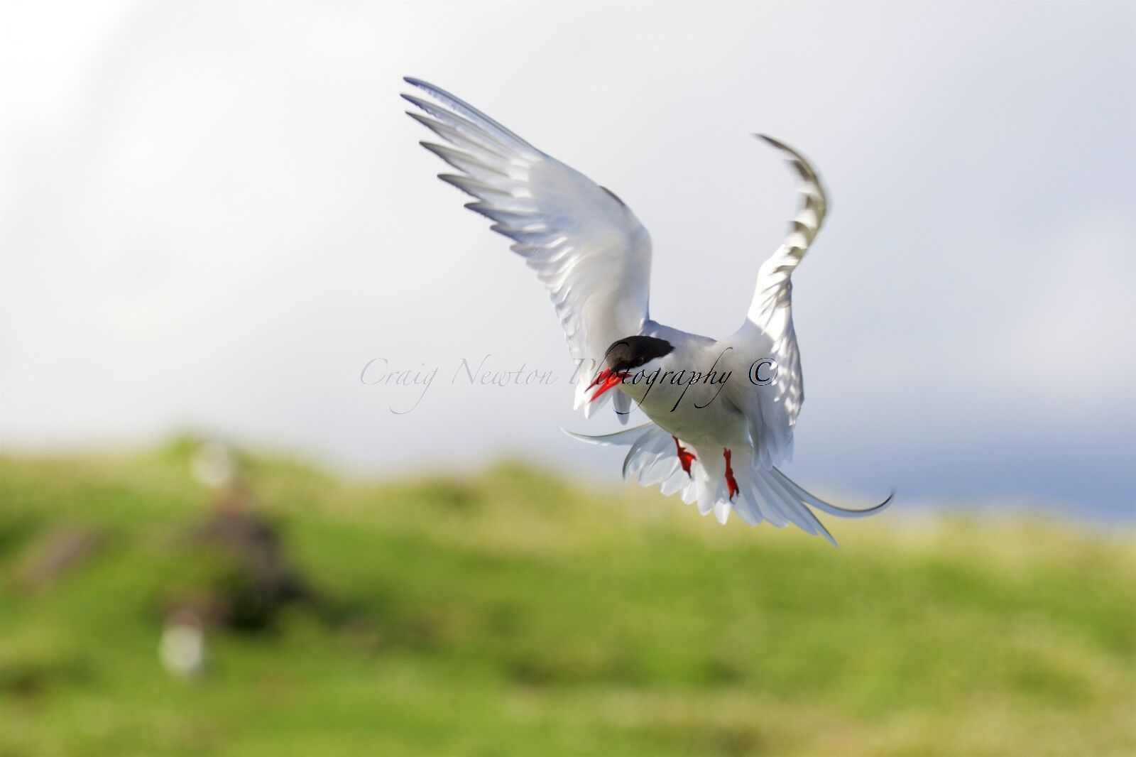 Arctic Tern (Sterna paradisaea), Isle of May, Scotland