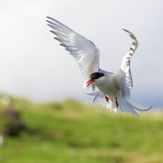 Arctic Tern (Sterna paradisaea), Isle of May, Scotland