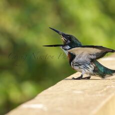 Birds of the Pantanal