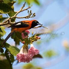 Orange-backed Troupial (Icterus croconotus), Estrada Parque Transpantaneira, Brazil