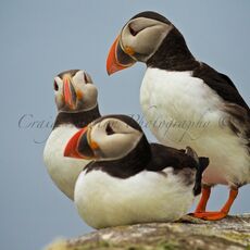 Atlantic Puffins (Fratercula arctica), Isle of May, Scotland