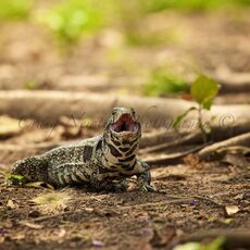 Argentine Black and White Tegu (Salvator merianae), Estrada Parque Transpantaneira, Brazil