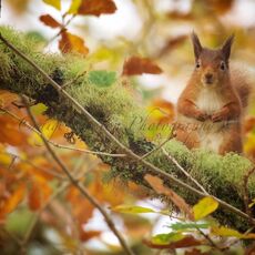 Eurasian Red Squirrel (Sciurus vulgaris), Cairngorms NP, Scotland