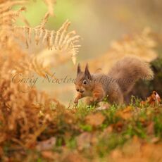 Eurasian Red Squirrel (Sciurus vulgaris), Cairngorms NP, Scotland