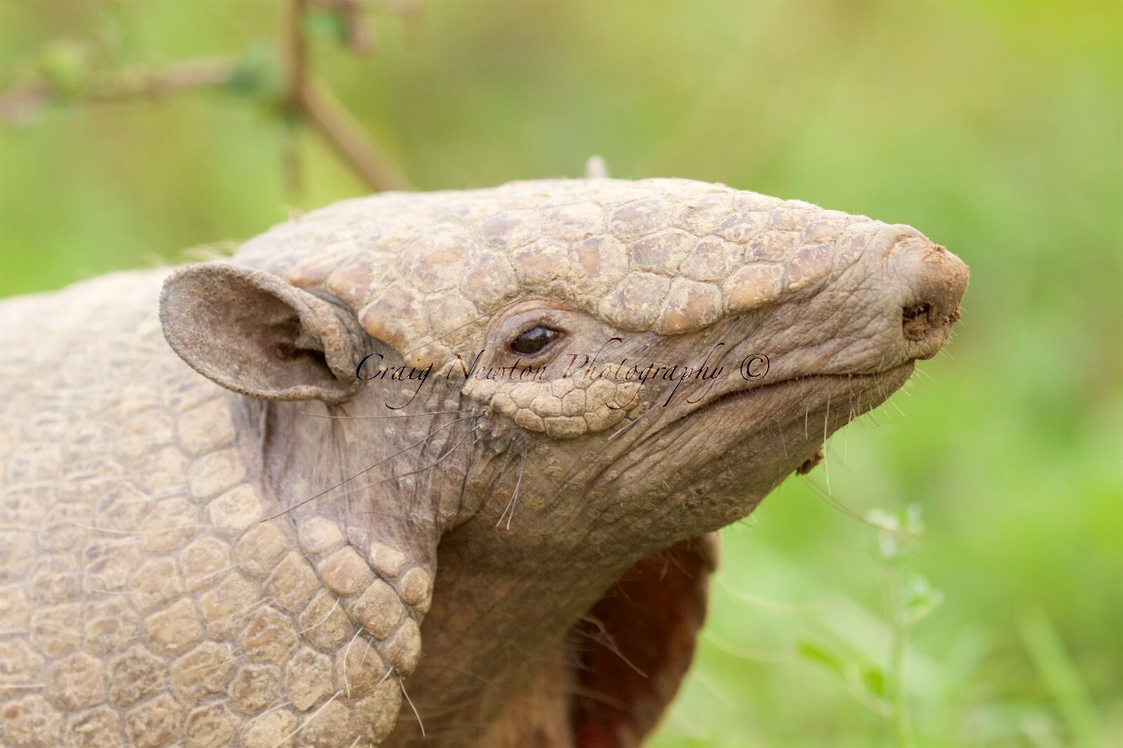 Six-banded Armadillo (Euphractus sexcinctus), Estrada Parque Transpantaneira, Brazil