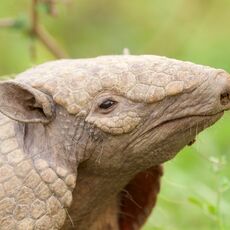 Six-banded Armadillo (Euphractus sexcinctus), Estrada Parque Transpantaneira, Brazil