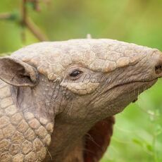 Six-banded Armadillo (Euphractus sexcinctus), Estrada Parque Transpantaneira, Brazil