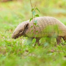Six-banded Armadillo (Euphractus sexcinctus), Estrada Parque Transpantaneira, Brazil