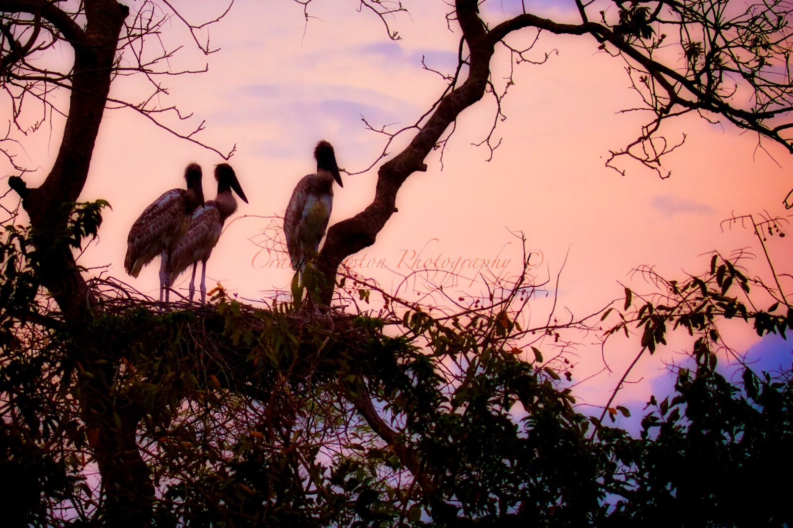 Jabiru (Jabiru mycteria), Estrada Parque Transpantaneira, Brazil