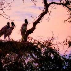 Jabiru (Jabiru mycteria), Estrada Parque Transpantaneira, Brazil