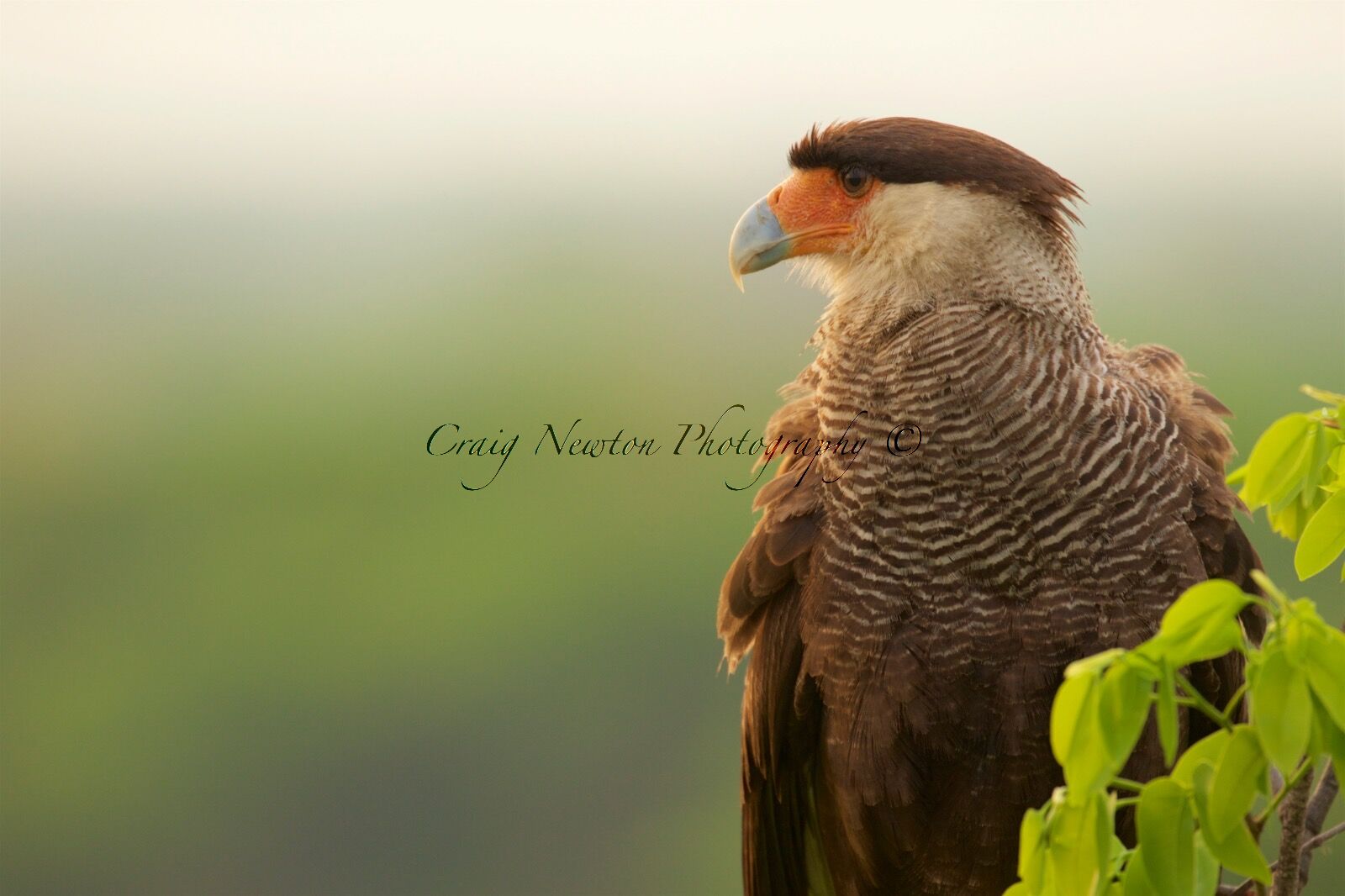 Southern Crested Caracara (Caracara plancus), Estrada Parque Transpantaneira, Brazil