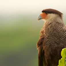 Southern Crested Caracara (Caracara plancus), Estrada Parque Transpantaneira, Brazil