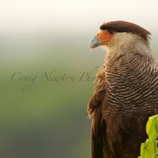 Southern Crested Caracara (Caracara plancus), Estrada Parque Transpantaneira, Brazil