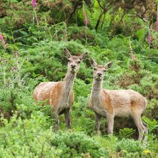 Red Deer (Cervus elapses), Isle of Mull, Scotland