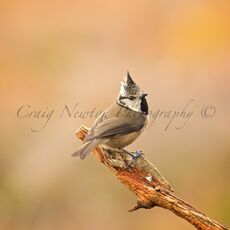 European Crested Tit (Lophophanes cristatus), Cairngorms NP, Scotland