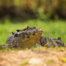 Yacare Caiman (Caiman yacare), Estrada Parque Transpantaneira, Brazil