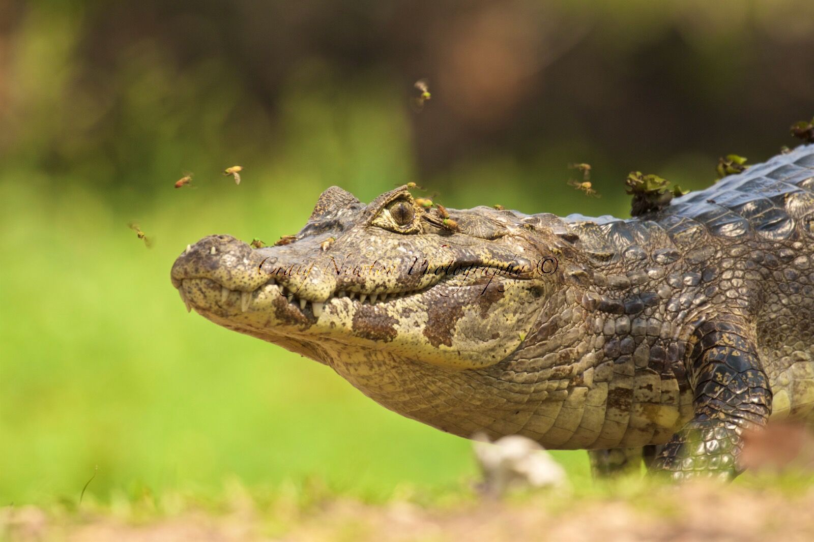 Yacare Caiman (Caiman yacare), Estrada Parque Transpantaneira, Brazil