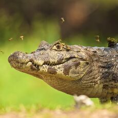 Yacare Caiman (Caiman yacare), Estrada Parque Transpantaneira, Brazil