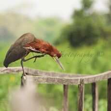 Rufescent Tiger Heron (Tigrisoma lineatum), Estrada Parque Transpantaneira, Brazil