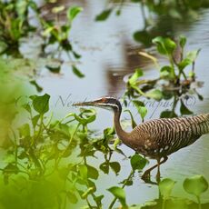 Sunbittern (Eurypyga helias), Estrada Parque Transpantaneira, Brazil
