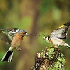 European Goldfinch (Carduelis carduelis) & Common Chaffinch (Fringilla coelebs), Denholm, Scotland
