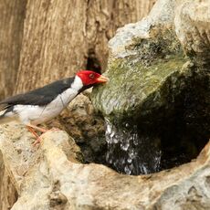 Red-capped Cardinal (Paroaria gularis), Estrada Parque Transpantaneira, Brazil