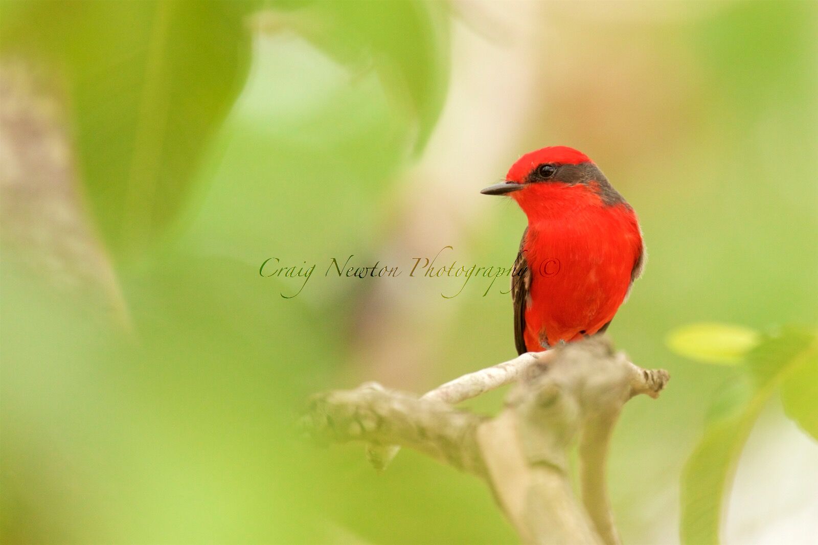 Vermilion Flycatcher (Pyrocephalus rubinus), Estrada Parque Transpantaneira, Brazil