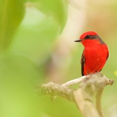 Vermilion Flycatcher (Pyrocephalus rubinus), Estrada Parque Transpantaneira, Brazil