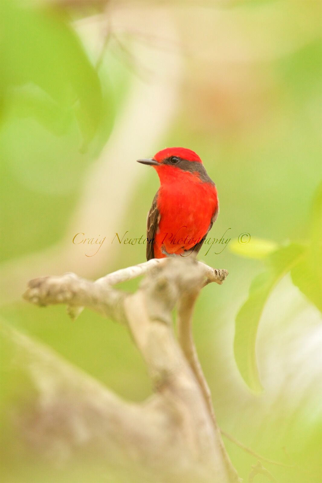 Vermilion Flycatcher (Pyrocephalus rubinus), Estrada Parque Transpantaneira, Brazil