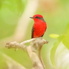 Vermilion Flycatcher (Pyrocephalus rubinus), Estrada Parque Transpantaneira, Brazil