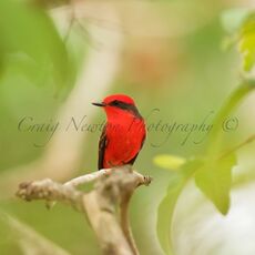Vermilion Flycatcher (Pyrocephalus rubinus), Estrada Parque Transpantaneira, Brazil