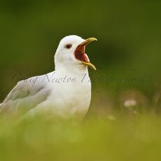 Common Gull (Larus canus), Isle of Mull, Scotland
