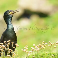 European Shag (Phalacrocorax aristotelis), Lunga, Treshnish Isles, Scotland